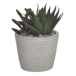 Φυτό σε γλαστράκι ανοιχτό πράσινο/γκρι 12x16εκ.