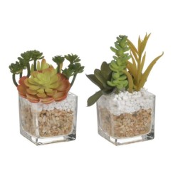 Διακοσμητικό φυτό σε γλάστρα 2 σχέδια 6x6x11εκ.