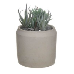 Φυτό σε γλαστράκι ανοιχτό πράσινο/γκρι 11x15εκ.