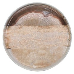 Πιάτο επίπεδο 21εκ. new bone china Natura