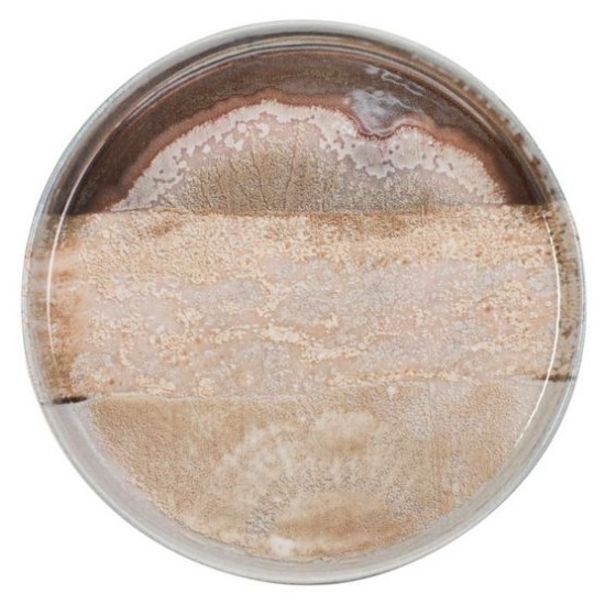 Πιάτο επίπεδο 27εκ. new bone china Natura